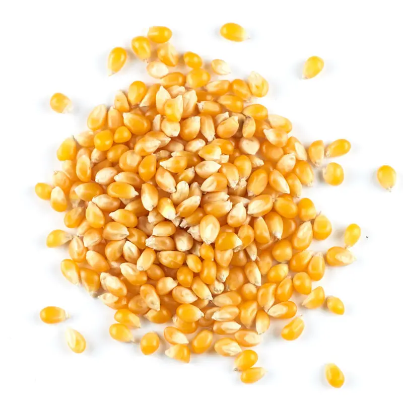 Artisanal Popping Corn – Naturally Grown, Ready To Pop 1