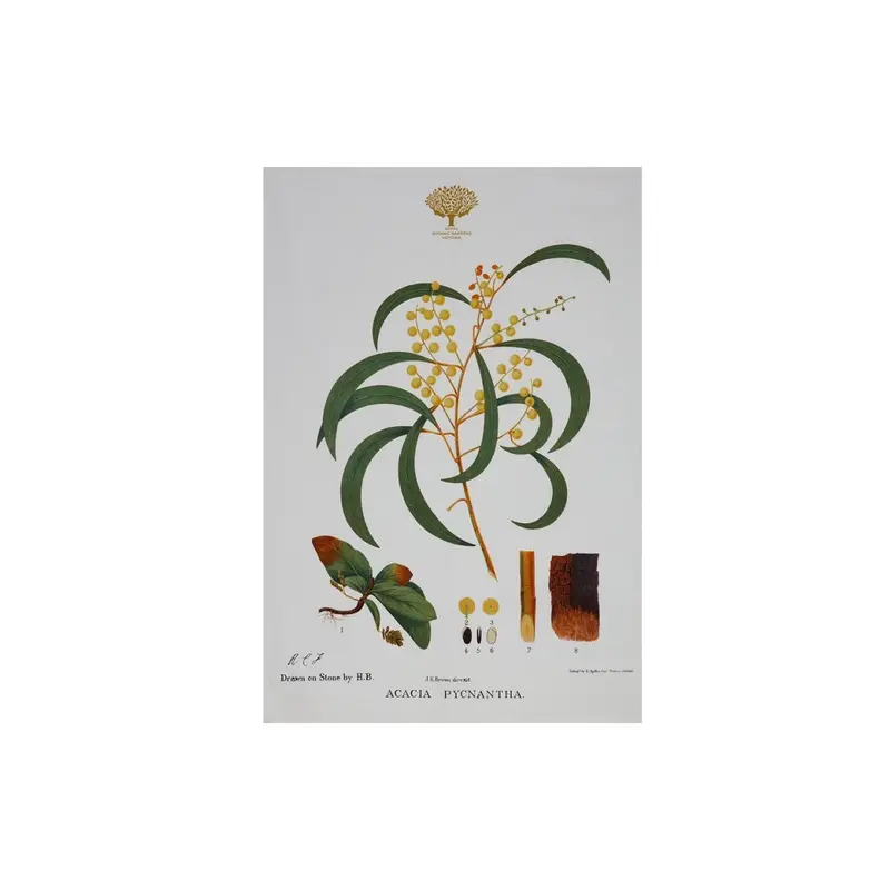 Royal Botanic Garden Sydney Wattle Print Tea Towel – 50 X 70Cm Cotton Fabric 1